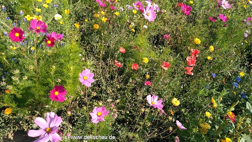 Bunte Samenmischungen freuen nicht nur unser Auge - aber sind sie auch gut fuer Bienen ? 